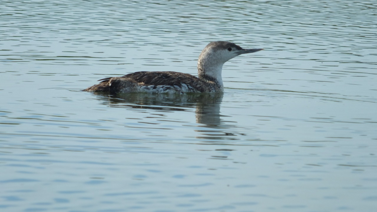 A Red-Throated Loon glides gracefully through the serene waters of Elkhorn Slough, its elegant form a testament to the beauty of this coastal habitat.