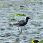 A Black-Bellied Plover stands proudly on the mudflat of Elkhorn Slough, its striking appearance and surroundings creating a captivating snapshot of coastal life.
