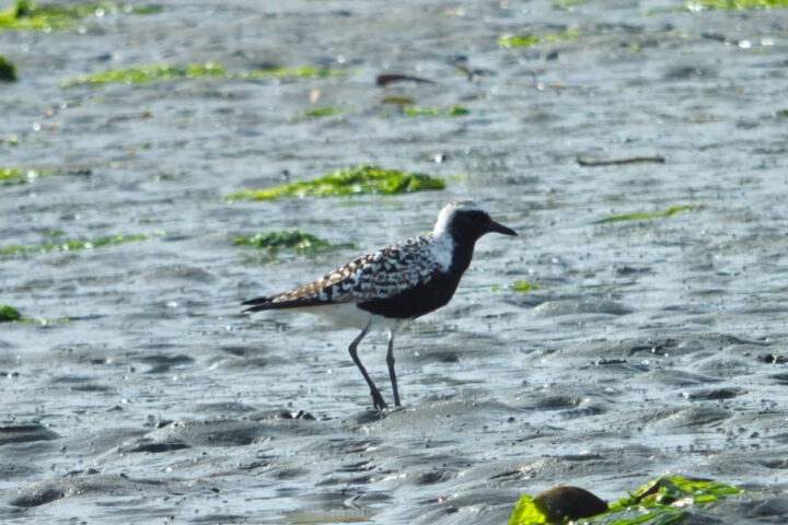 A Black-Bellied Plover stands proudly on the mudflat of Elkhorn Slough, its striking appearance and surroundings creating a captivating snapshot of coastal life.