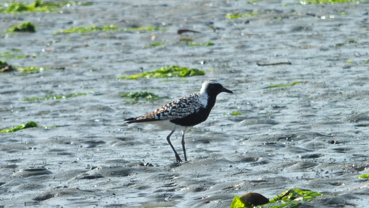 A Black-Bellied Plover stands proudly on the mudflat of Elkhorn Slough, its striking appearance and surroundings creating a captivating snapshot of coastal life.
