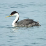 A Western Grebe drifts peacefully on the tranquil waters of Elkhorn Slough, its elegant silhouette mirrored in the glass-like surface.