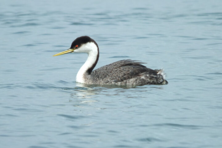 A Western Grebe drifts peacefully on the tranquil waters of Elkhorn Slough, its elegant silhouette mirrored in the glass-like surface.