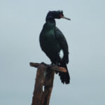 A Pelagic Cormorant, adorned in resplendent breeding plumage, stands as a testament to nature's artistry with its iridescent sheen of deep blacks and shimmering blues.