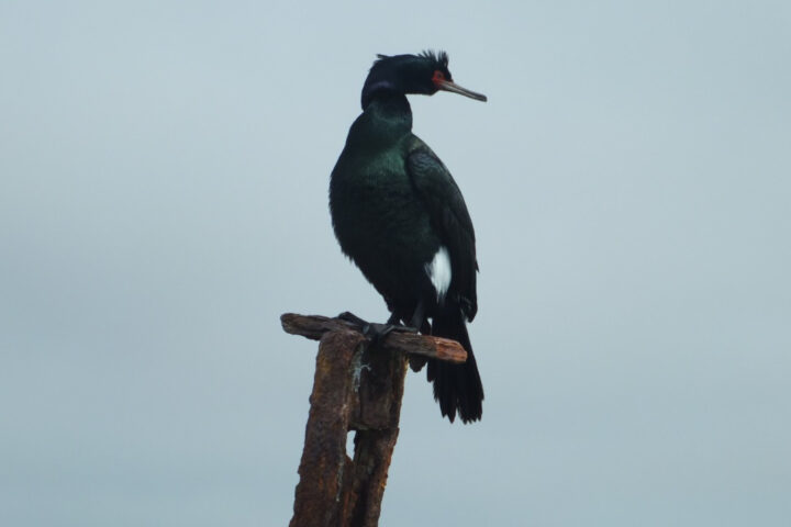 A Pelagic Cormorant, adorned in resplendent breeding plumage, stands as a testament to nature's artistry with its iridescent sheen of deep blacks and shimmering blues.
