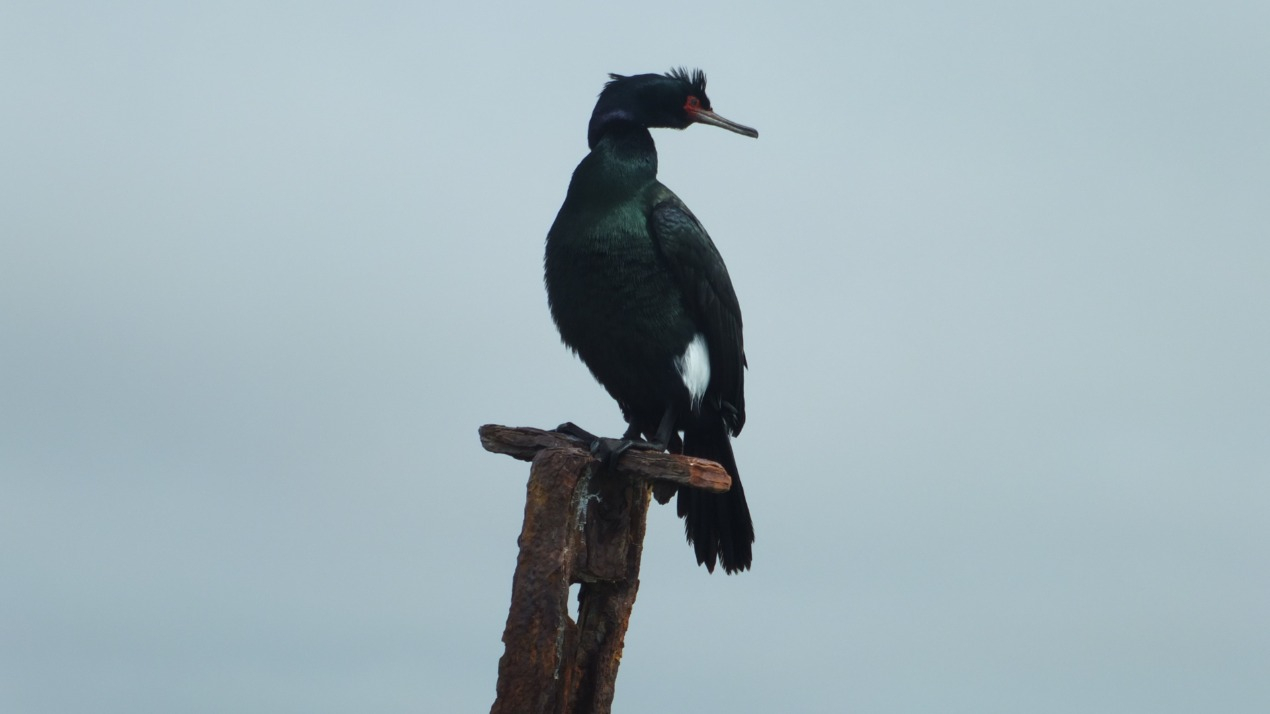 A Pelagic Cormorant, adorned in resplendent breeding plumage, stands as a testament to nature's artistry with its iridescent sheen of deep blacks and shimmering blues.