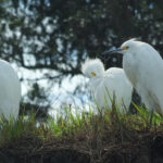 Three Snowy Egrets find repose amidst the lush pickleweed of Elkhorn Slough, their graceful forms adding a touch of ethereal beauty to the vibrant marshland.