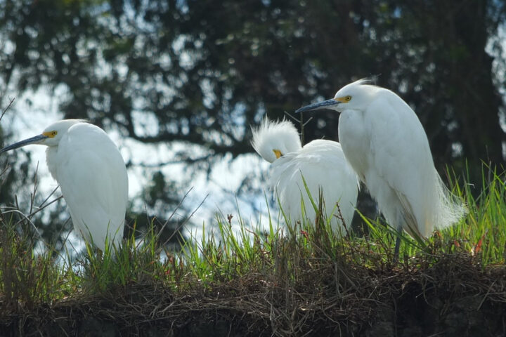 Three Snowy Egrets find repose amidst the lush pickleweed of Elkhorn Slough, their graceful forms adding a touch of ethereal beauty to the vibrant marshland.