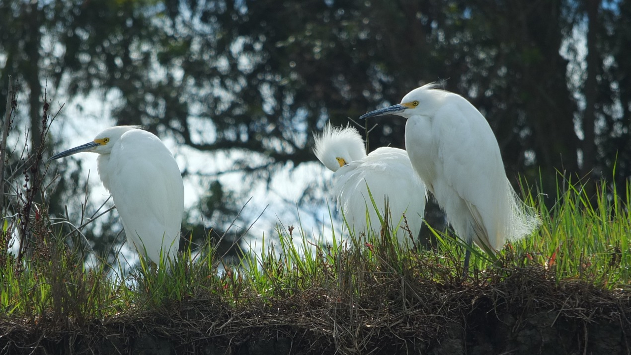 Three Snowy Egrets find repose amidst the lush pickleweed of Elkhorn Slough, their graceful forms adding a touch of ethereal beauty to the vibrant marshland.