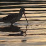 A Marbled Godwit gracefully navigates the shallow waters of Elkhorn Slough against the backdrop of a serene sunset, its distinctive long bill and slender form adding to the enchanting scene.