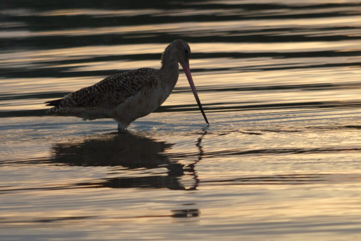 A Marbled Godwit gracefully navigates the shallow waters of Elkhorn Slough against the backdrop of a serene sunset, its distinctive long bill and slender form adding to the enchanting scene.