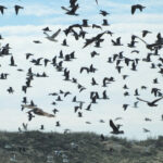 A diverse congregation of avian species takes flight over the tranquil waters of Elkhorn Slough. The aerial ballet features a harmonious ensemble of various bird species, their wings creating mesmerizing patterns against the sky. As they navigate the expanse, the flock showcases the beauty of unity in diversity, with each member representing a unique feathered ambassador from nature's gallery.