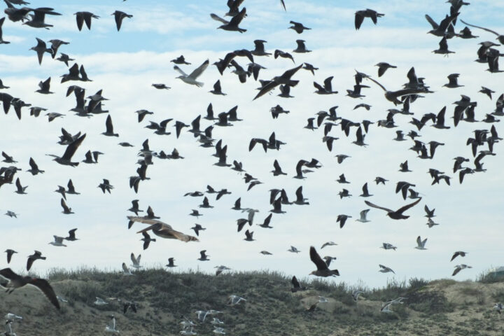 A diverse congregation of avian species takes flight over the tranquil waters of Elkhorn Slough. The aerial ballet features a harmonious ensemble of various bird species, their wings creating mesmerizing patterns against the sky. As they navigate the expanse, the flock showcases the beauty of unity in diversity, with each member representing a unique feathered ambassador from nature's gallery.