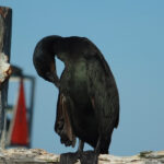 Close-up photo of a Brandt's Cormorant meticulously preening its feathers, perched gracefully on a weathered dock at Elkhorn Slough. The cormorant's ebony plumage glistens in the soft sunlight, each sleek feather receiving meticulous attention. The scene captures a moment of tranquil self-care amidst the rustic textures of the worn wooden dock and the calm waters of the slough in the background.