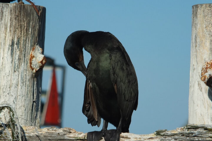 Close-up photo of a Brandt's Cormorant meticulously preening its feathers, perched gracefully on a weathered dock at Elkhorn Slough. The cormorant's ebony plumage glistens in the soft sunlight, each sleek feather receiving meticulous attention. The scene captures a moment of tranquil self-care amidst the rustic textures of the worn wooden dock and the calm waters of the slough in the background.