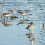 A multitude of Least Sandpipers forage gracefully amidst the shallows of Elkhorn Slough. These petite shorebirds engage in a synchronized ballet of feeding, their delicate forms creating a captivating tableau against the tranquil backdrop of the water.