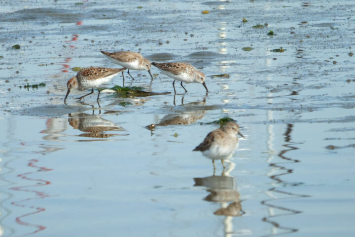 A multitude of Least Sandpipers forage gracefully amidst the shallows of Elkhorn Slough. These petite shorebirds engage in a synchronized ballet of feeding, their delicate forms creating a captivating tableau against the tranquil backdrop of the water.
