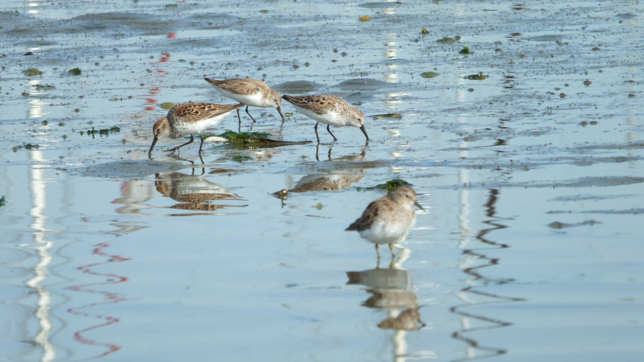A multitude of Least Sandpipers forage gracefully amidst the shallows of Elkhorn Slough. These petite shorebirds engage in a synchronized ballet of feeding, their delicate forms creating a captivating tableau against the tranquil backdrop of the water.