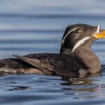 A Rhinoceros Auklet glides gracefully through the azure waters of Monterey Bay, its distinctive beak and elegant motion capturing the essence of marine life