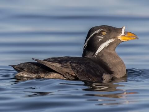 A Rhinoceros Auklet glides gracefully through the azure waters of Monterey Bay, its distinctive beak and elegant motion capturing the essence of marine life