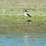 A Black-Necked Stilt elegantly poised on the sunlit shores of Elkhorn Slough, exuding a sense of refined serenity against the glistening water.
