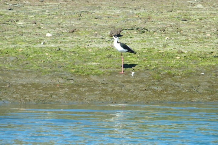 A Black-Necked Stilt elegantly poised on the sunlit shores of Elkhorn Slough, exuding a sense of refined serenity against the glistening water.