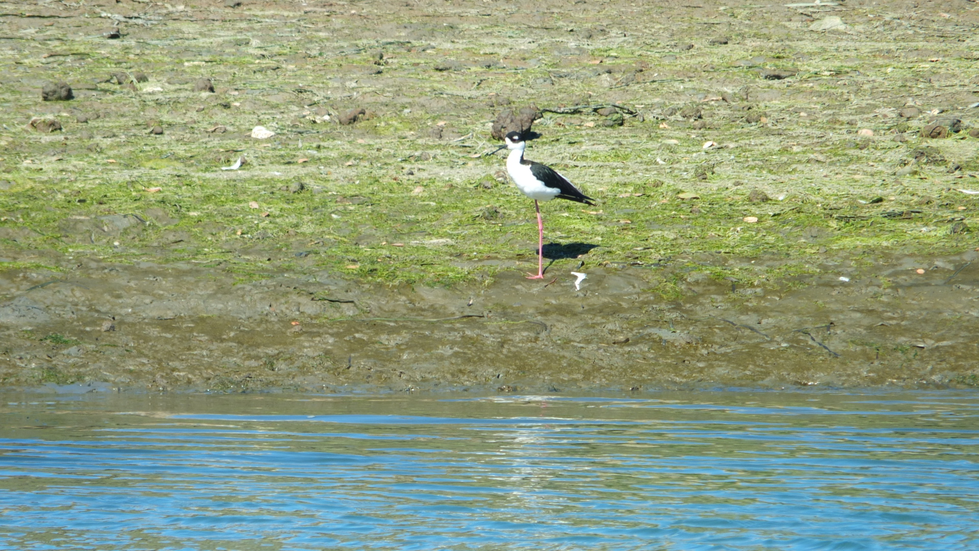 A Black-Necked Stilt elegantly poised on the sunlit shores of Elkhorn Slough, exuding a sense of refined serenity against the glistening water.