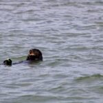 An otter eating a fat Inn Keeper worm in Elkhorn Slough