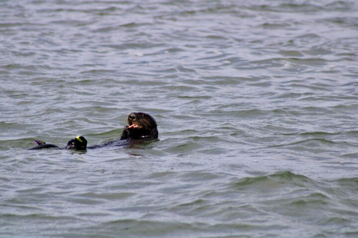 An otter eating a fat Inn Keeper worm in Elkhorn Slough