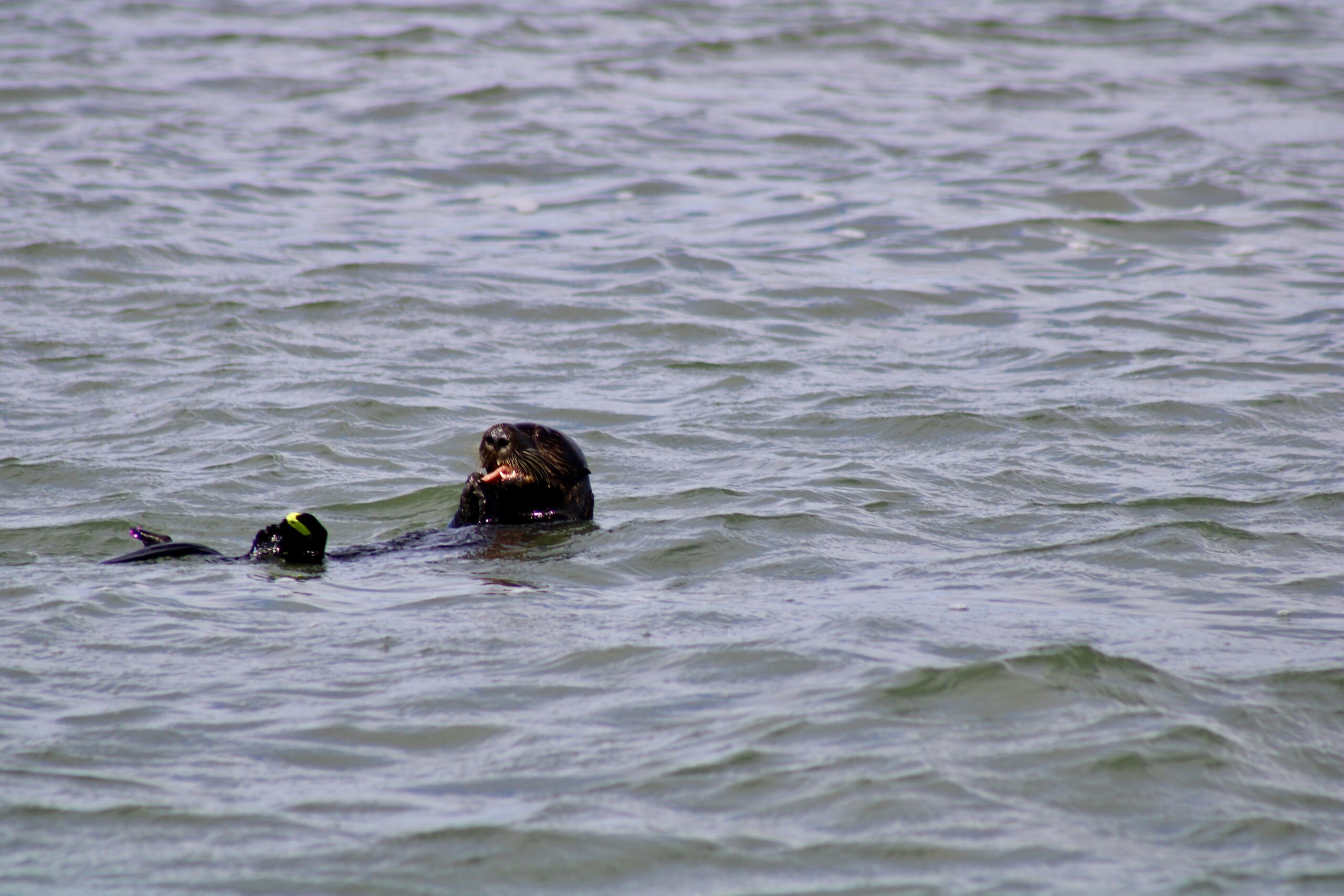 An otter eating a fat Inn Keeper worm in Elkhorn Slough