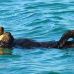 In this heartwarming snapshot of nature's serenity, an adorable otter is peacefully nestled in a cozy slumber, its furry body curled up in contentment. Clutched gently between its delicate paws is a pristine clam, a testament to the otter's resourcefulness and the rich marine environment it calls home. The otter's whiskers twitch ever so slightly, adding a touch of whimsy to the scene as it dreams amidst the coastal tranquility. This endearing moment captures the essence of relaxation, illustrating the harmony between the otter and its coastal surroundings, where even in sleep, the otter remains an emblem of coastal charm and aquatic wonder.